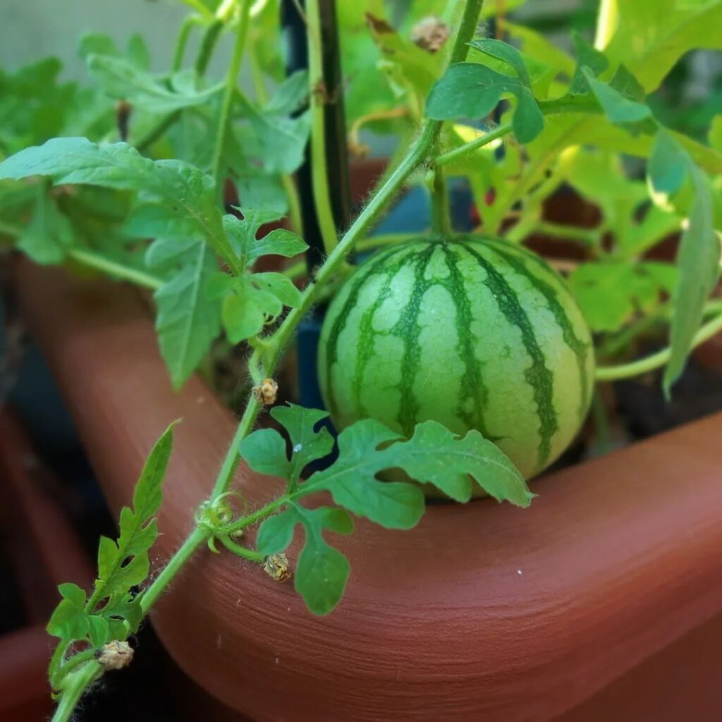 Growing Watermelon in Pot Vertically 1