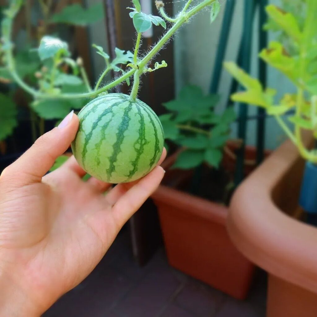 Growing Watermelon in Pot Vertically 2