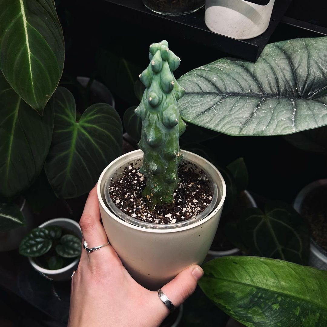 Boobie Cactus Care and Growing Guide