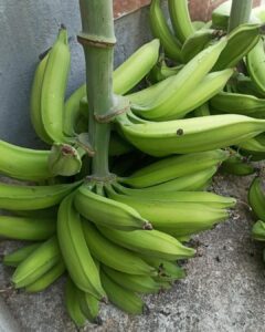 Macho Plantain 14