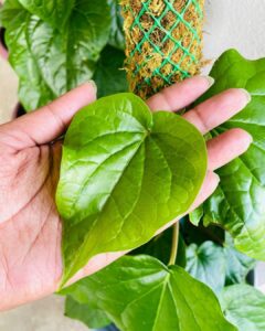 Betel Leaf Plant Care and Growing Guide 1