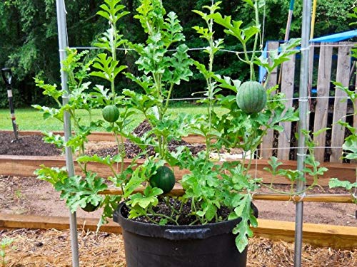 Growing Watermelon in Pot Vertically 3