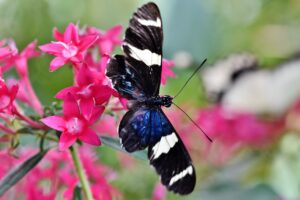 What Does It Mean When a Butterfly Lands on You? Find Out 2