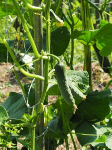 Tips on Growing Cucumbers Vertically 2