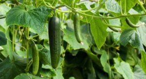Tips on Growing Cucumbers Vertically 1