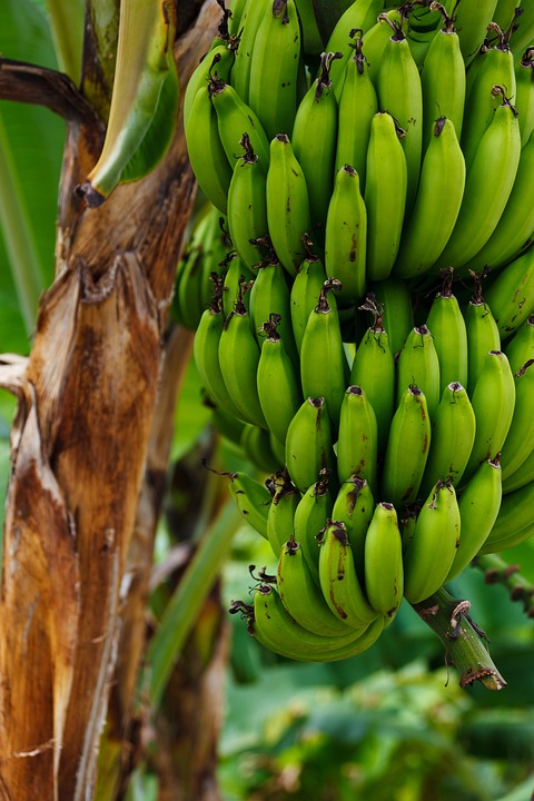 Banana Varieties 2