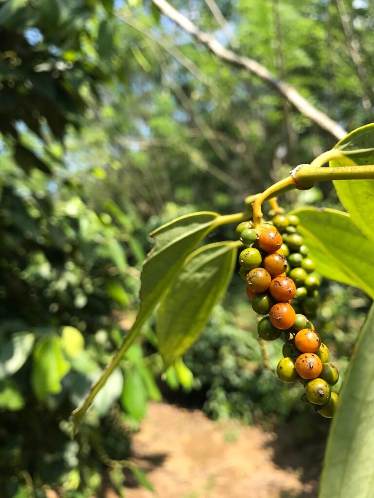 Black Pepper Plant Growing Zone Tips 3