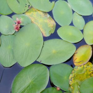 Pretty Plants That Look Like Lily Pads 5