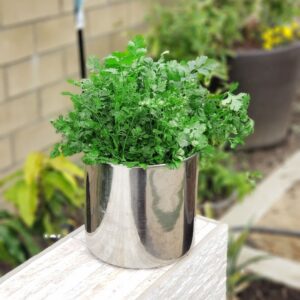 Growing Cilantro in Pots 1