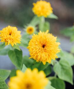 Teddy Bear Sunflower Growing and Care Information 2
