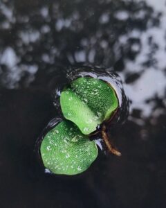 Pretty Plants That Look Like Lily Pads 7