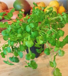 Growing Cilantro in Pots 3