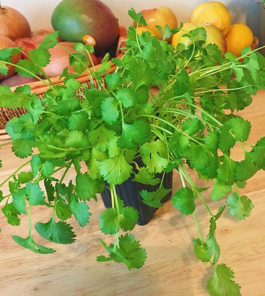 cilantro 9