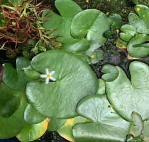 Pretty Plants That Look Like Lily Pads 6