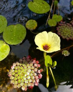 Pretty Plants That Look Like Lily Pads 8