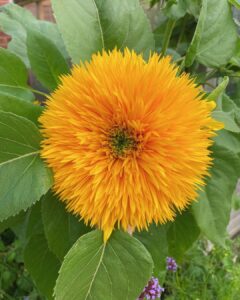 Teddy Bear Sunflower Growing and Care Information 1