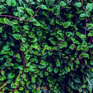 Malabar Spinach Benefits 1