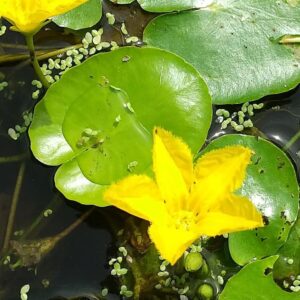 Pretty Plants That Look Like Lily Pads 2