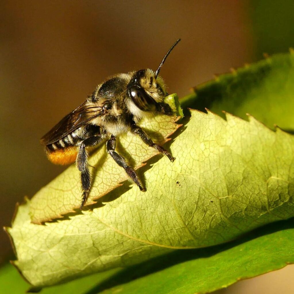 Are Leafcutter Bees Good or Bad | Do Leafcutter Bees Sting