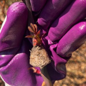 Praying Mantis Egg Sac Information and Facts 3