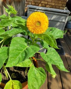 Teddy Bear Sunflower Growing and Care Information 3