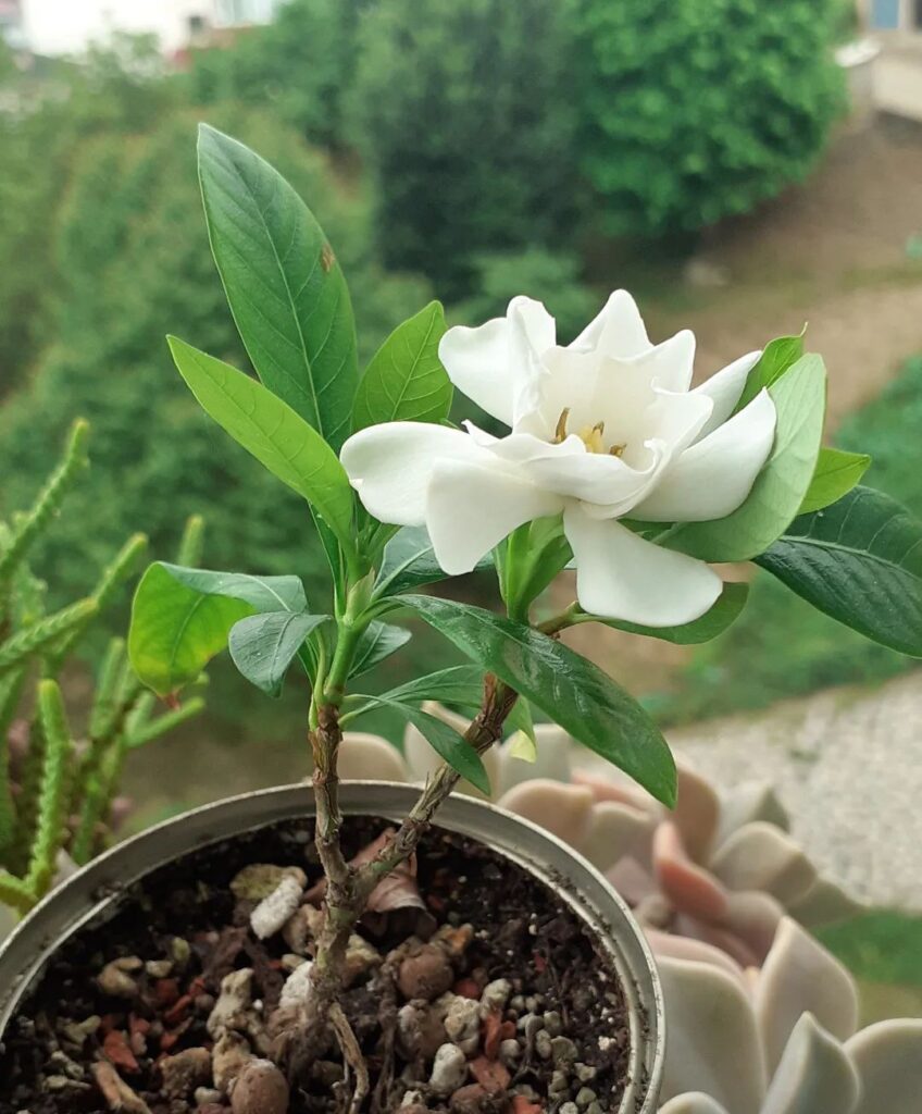 Gardenia 2