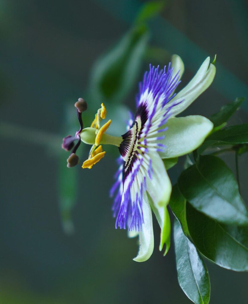 Passiflora caerulea 1