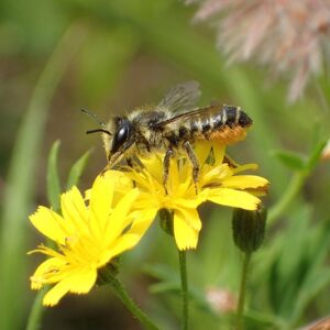 Are Leafcutter Bees Good or Bad 3