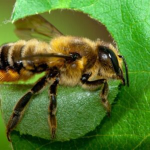 Are Leafcutter Bees Good or Bad 1