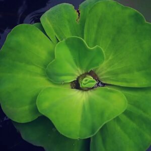 Pretty Plants That Look Like Lily Pads 3