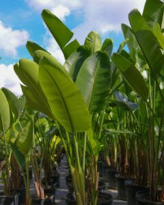 What to Do If Bird of Paradise Leaves Splitting 3