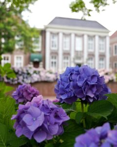 What Side of the House Do You Plant Hydrangeas 3