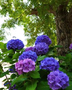 What Side of the House Do You Plant Hydrangeas 4