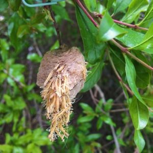 Praying Mantis Egg Sac Information and Facts 4