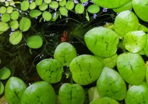 Pretty Plants That Look Like Lily Pads 4