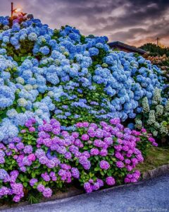 What Side of the House Do You Plant Hydrangeas 1