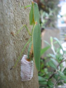 Praying Mantis Egg Sac Information and Facts 2