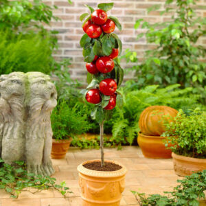 Tips for Growing Apple Trees in Pots 1