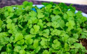 Growing Cilantro in Pots 2