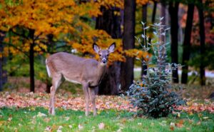 Do Deer Eat Camellias? Find Out 1