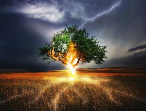 How to Repair Tree Struck by Lightning 1