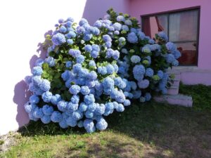 What Side of the House Do You Plant Hydrangeas 2