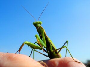 Praying Mantis Egg Sac Information and Facts 1