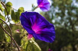 September Birth Month Flowers and Their Meanings 2