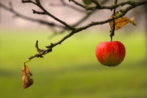 Tips for Growing Apple Trees in Pots 3