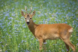 Do Deer Eat Geraniums? Find Tricks to Keep Them Away 2