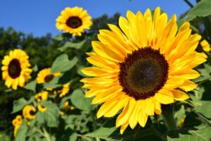 Sunflower Symbolism and Meaning 1