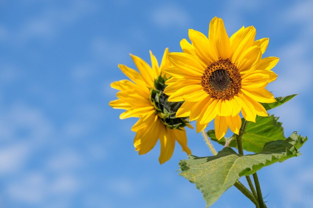 What Does It Mean When Someone Gives You Sunflowers 2