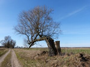 How to Repair Tree Struck by Lightning 3