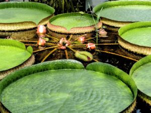 Pretty Plants That Look Like Lily Pads 1